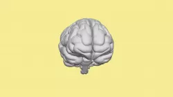 Brain