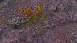 Bright Moss In Shade...