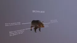 Brown Bear