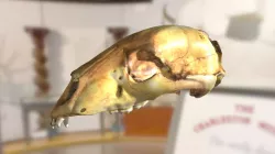 ChM CM996 - Black Bear Skull