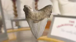 ChM PV9565 - Megalodon Shark Tooth