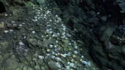 Doc Ricketts Dive# 1184 - Octopus Garden 2