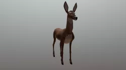 Doe