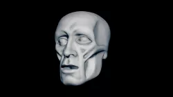 ECORCHÈ HEAD STUDY
