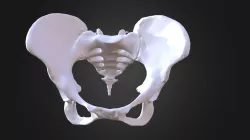 Female Pelvis