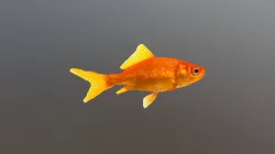 Goldfish