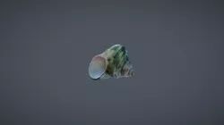 Green Shell