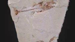 HAMMERJAW