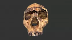 Homo ergaster (2501.1rp31-1) - cranium
