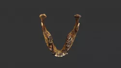 Homo ergaster (2501.1rp31-2) - mandible