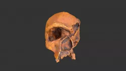 Homo heidelbergensis (Steinheim skull)(1979rp45)