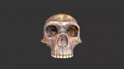 Homo neanderthalensis (1979rp15-1) - cranium