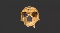 Homo neanderthalensis (433rp7)