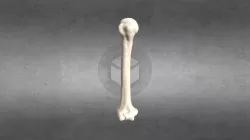 Human Humerus bone