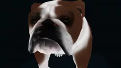 Jack// Bulldog