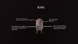 Kiwi