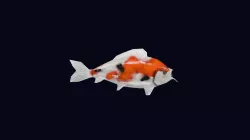 Koi Fish