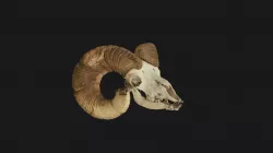 Mountain Sheep