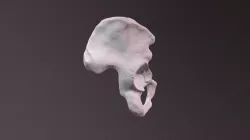 Pelvic Bone Model