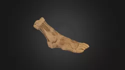 Plastinated Human Ankle and Foot