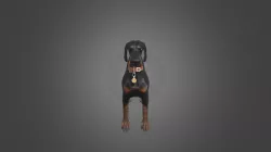 Rora - Dobermann