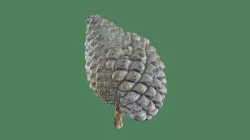 Scots Pine Cone