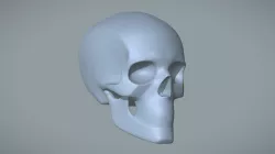 Skull Proportions & Key Landmarks