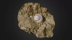 Snail fossil