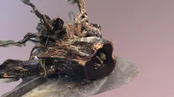 Tree_2