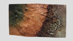 algae