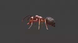 Ant model