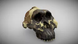 Australopithecus boisei