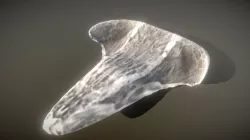 Bone