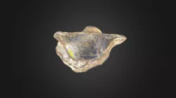 Brachiopod: Horridonia horridus (PRI 76922)