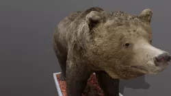 Brown Bear
