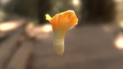 Chanterelle