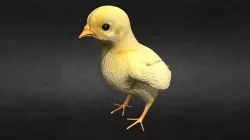 Chick