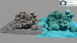 Color correction Seathru before & after 1