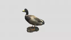 Duck Low Poly