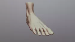 Foot