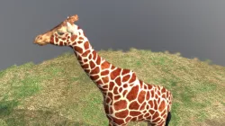 Giraffe