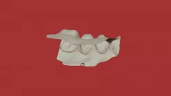 Group 16 1st #20 Lower Jaw
