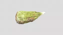 Gum Tree Seed - Photogrammetry