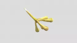 Gum Tree Seed Pre-Flower - Photogrammetry