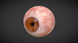Human Eye (animated, photorealistic textures)