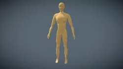 Human Model