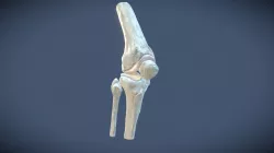 Knee