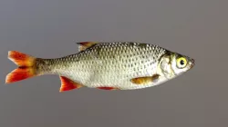 Low Poly Fish