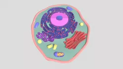 Mammalian Cell Membranes