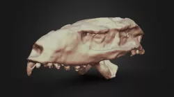 Mariliasuchus amarali (MN 6298-V)